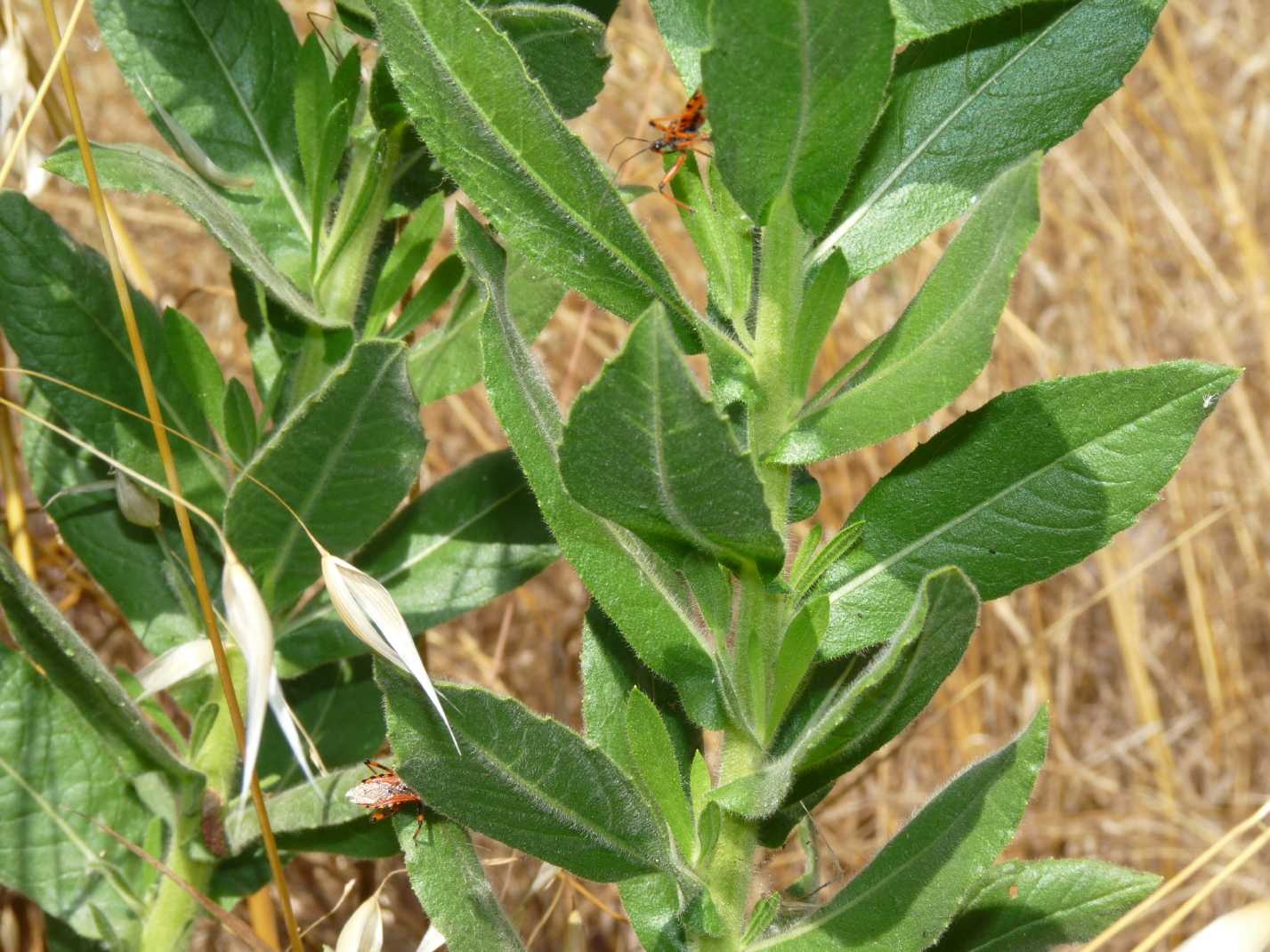 Assembramenti di Rhinocoris su Inula viscosa